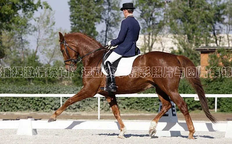 捕捉激情瞬间：运动赛事精彩照片与图片集锦